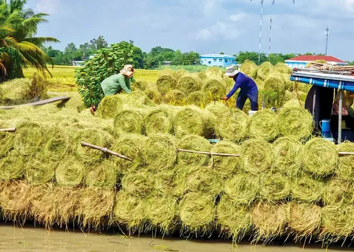 Phát huy nguồn lợi to lớn từ rơm