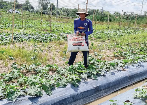 Quản lý cỏ dại trong trồng trọt bằng các giải pháp thân thiện với môi trường