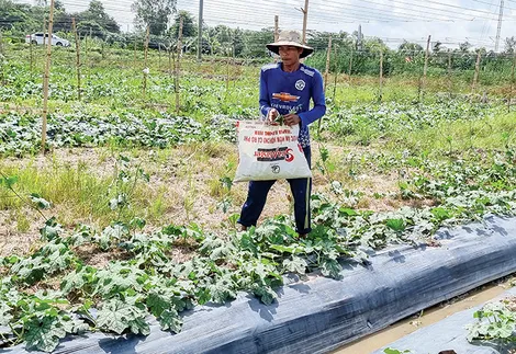 Quản lý cỏ dại trong trồng trọt bằng các giải pháp thân thiện với môi trường