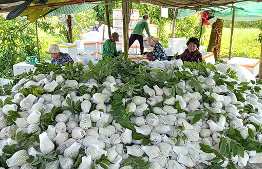 Hỗ trợ hội viên nông dân phát triển kinh tế gia đình