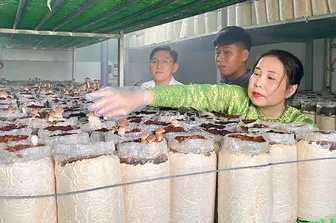 Giới thiệu mô hình trồng sản xuất nấm mối đen tại nông hộ Giới thiệu mô hình trồng sản xuất nấm mối đen tại nông hộ