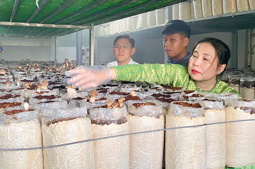 Giới thiệu mô hình trồng sản xuất nấm mối đen tại nông hộ