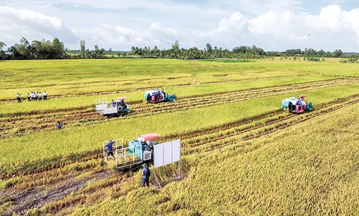 Liên kết nội vùng thúc đẩy tăng trưởng kinh tế ĐBSCL