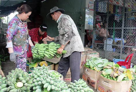 Bàn giải pháp thúc đẩy phát triển sản xuất chuối bền vững