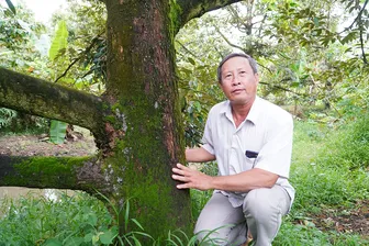 Tỉ phú sầu riêng hữu cơ