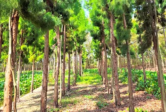 Quần thể cây thủy tùng quý hiếm ở Cần Thơ Quần thể cây thủy tùng quý hiếm ở Cần Thơ