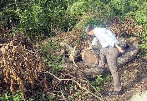 Xác minh, làm rõ 42 cây xà cừ trong Khu văn hóa Hồ Nước Ngọt bị đốn hạ