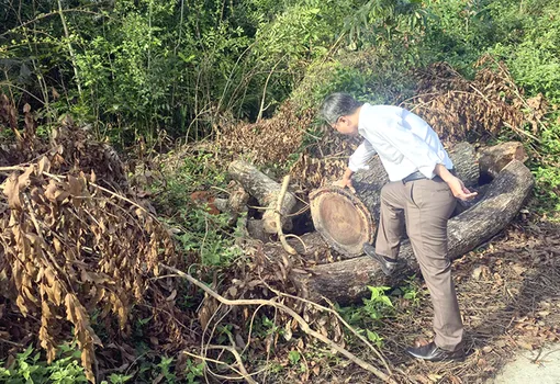 Xác minh, làm rõ 42 cây xà cừ trong Khu văn hóa Hồ Nước Ngọt bị đốn hạ