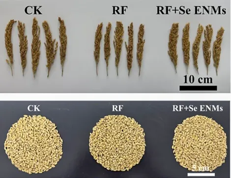 Đột phá mới giúp sản xuất gạo rẻ, sạch và tốt cho sức khỏe