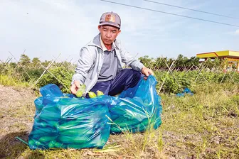 Nông nghiệp phát huy hiệu quả, thúc đẩy xã Vị Thanh 1 phát triển
