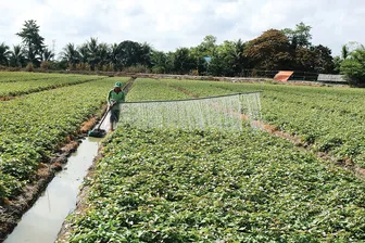 Nâng cao sức khỏe đất bằng các giải pháp tổng hợp Nâng cao sức khỏe đất bằng các giải pháp tổng hợp