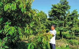 Cần Thơ chuyển đổi gần 3.148ha đất trồng lúa năm 2026