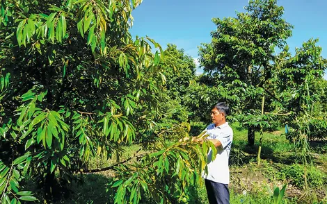 Cần Thơ chuyển đổi gần 3.148ha đất trồng lúa năm 2026