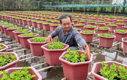 Liên kết sản xuất, phát triển bền vững