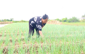 ប្រ​សិ​ទ្ធ​ភាព​សេដ្ឋ​កិច្ច​ពី​ទម្រង់​ដាំ​ខ្ទឹមក្រហម​និង​ម្ទេស​នៅ​តំ​បន់​ឆ្នេរ​សមុទ្រ​ទី​ក្រុង​កឹង​ធើ​