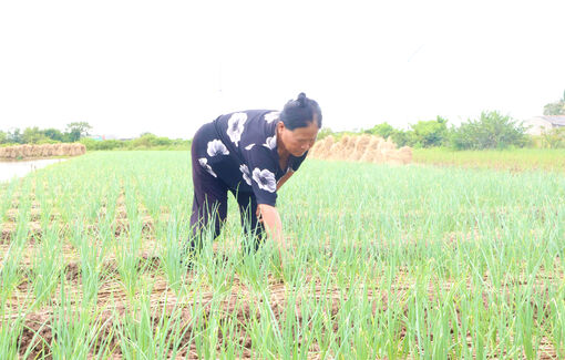 ប្រ​សិ​ទ្ធ​ភាព​សេដ្ឋ​កិច្ច​ពី​ទម្រង់​ដាំ​ខ្ទឹមក្រហម​និង​ម្ទេស​នៅ​តំ​បន់​ឆ្នេរ​សមុទ្រ​ទី​ក្រុង​កឹង​ធើ​