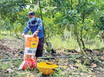 Giúp nhà vườn phòng tránh thiệt hại do ngập úng