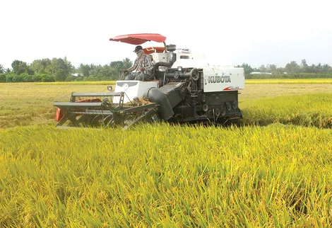 Mô hình cánh đồng lớn sản xuất lúa cho lợi nhuận cao