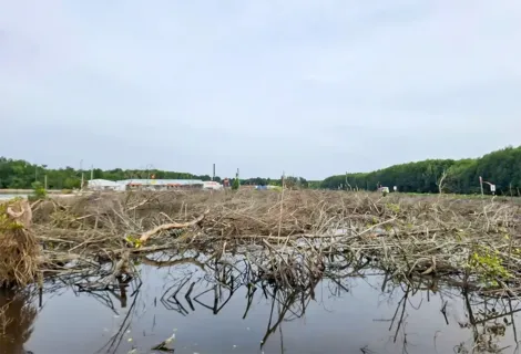 Cà Mau: Chuyển đổi 31ha rừng làm cao tốc và đường ra Hòn Khoai