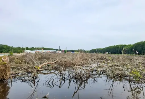 Cà Mau: Chuyển đổi 31ha rừng làm cao tốc và đường ra Hòn Khoai