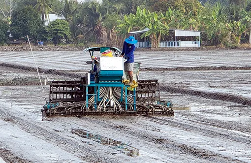 Nâng cao hiệu quả sử dụng phân bón trong sản xuất lúa