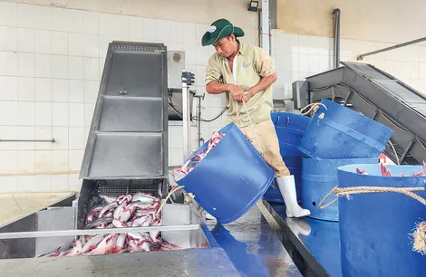 Sản lượng thủy sản nuôi và khai thác đạt gần 9,05 triệu tấn