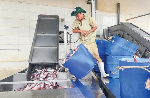 Sản lượng thủy sản nuôi và khai thác đạt gần 9,05 triệu tấn