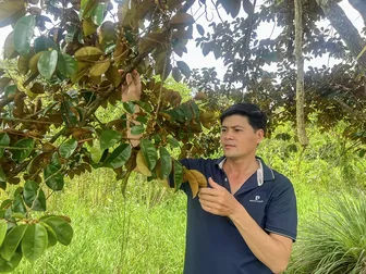 “Ăn nên làm ra” từ cây vú sữa bơ tím