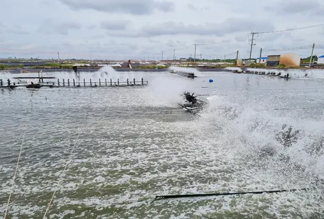 Hoạt động nuôi trồng, khai thác thủy sản đạt nhiều hiệu quả