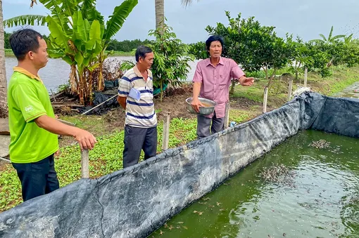 Triển vọng từ mô hình nuôi ếch theo tiêu chuẩn VietGAP