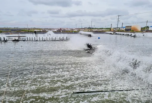 Hoạt động nuôi trồng, khai thác thủy sản đạt nhiều hiệu quả