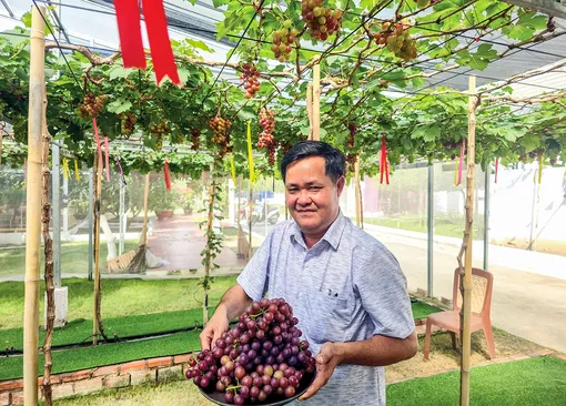 Thu tiền triệu mỗi ngày từ vườn nho giữa lòng đô thị