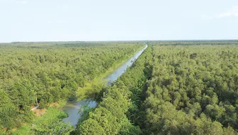 Cần Thơ giữ ổn định diện tích đất lâm nghiệp với hơn 13.943ha