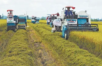Nhân rộng mô hình sản xuất lúa chất lượng cao và phát thải thấp