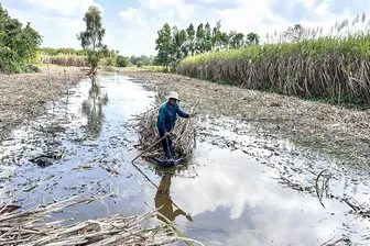 Giá mía giảm và kiến nghị kịp thời của địa phương