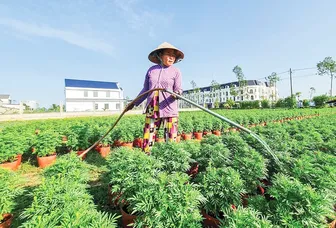 Tất bật chuẩn bị nông sản, hoa kiểng phục vụ Tết