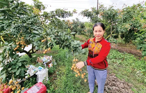 Các hợp tác xã, tổ hợp tác phát huy vai trò tích cực trong liên kết, tiêu thụ trái cây