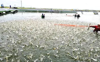 Ngành tôm vượt thắng Ngành tôm vượt thắng