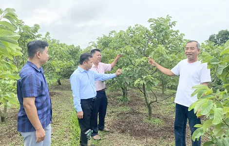 Đầu tư cây na Thái, vườn mai, cho thu nhập khá