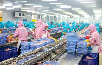 Sản xuất cá tra đáp ứng thị trường "khó tính"