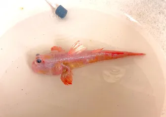 Cà Mau: Cá thòi lòi màu hồng lạ mắt tại biển Đất Mũi