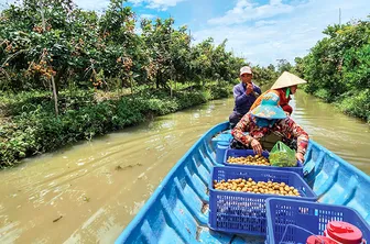 Liên kết trồng cây ăn trái phục vụ xuất khẩu