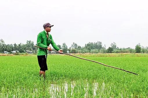 Diện tích gieo trồng lúa cả năm giảm 0,83%