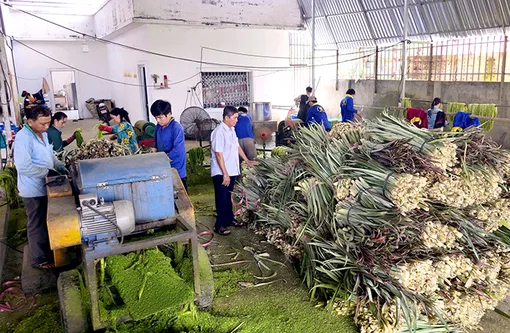 Biến phế phẩm thành nguồn thu cho nông dân vùng khóm