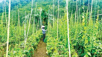 Hiệu quả mô hình trồng sâm lông, sâm trơn