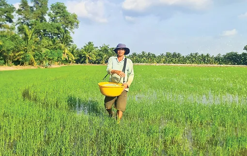Tăng tốc xuống giống lúa đông xuân