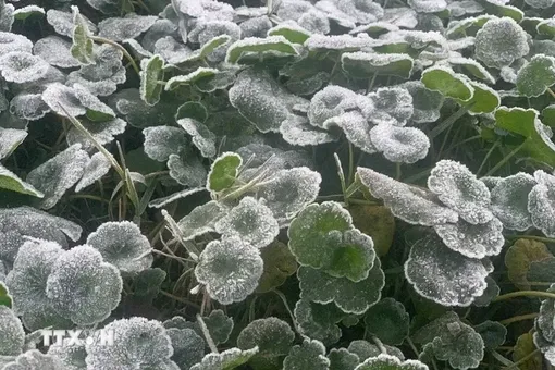 Nhiệt độ xuống dưới 0°C, băng giá xuất hiện tại miền Tây Nghệ An