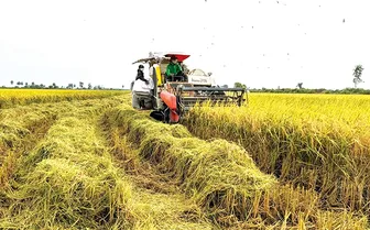 Lúa trúng mùa, tôm trúng giá