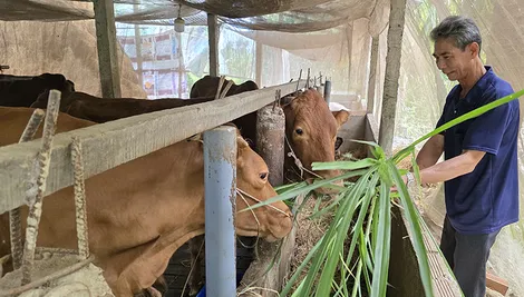 Thu nhập tăng cao nhờ phát triển mô hình nuôi bò sinh sản