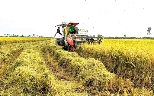 Lúa trúng mùa, tôm trúng giá